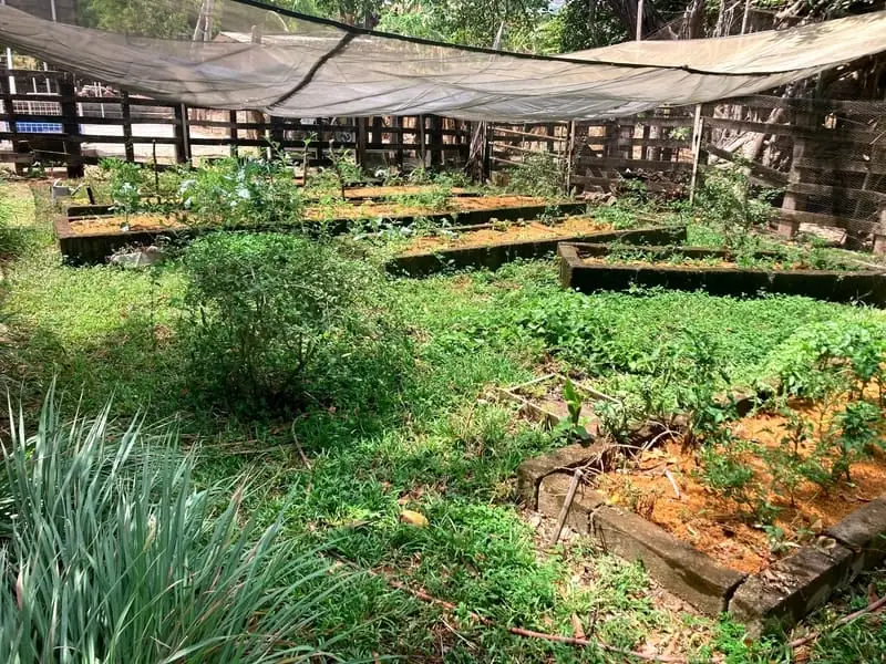 The vegetable garden of the finca