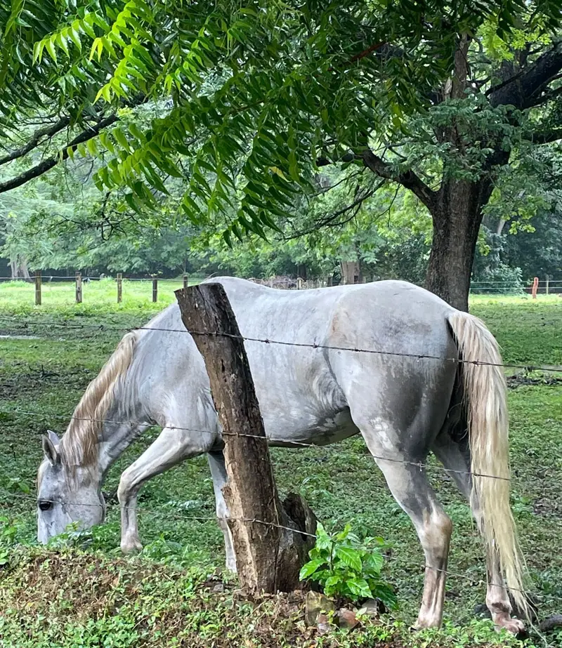 A horse grazing on the farm