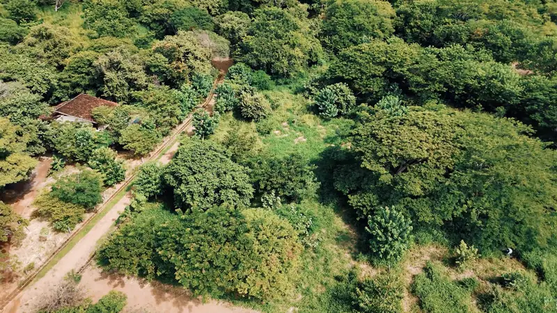 Aerial view of greenery and paths on the lots