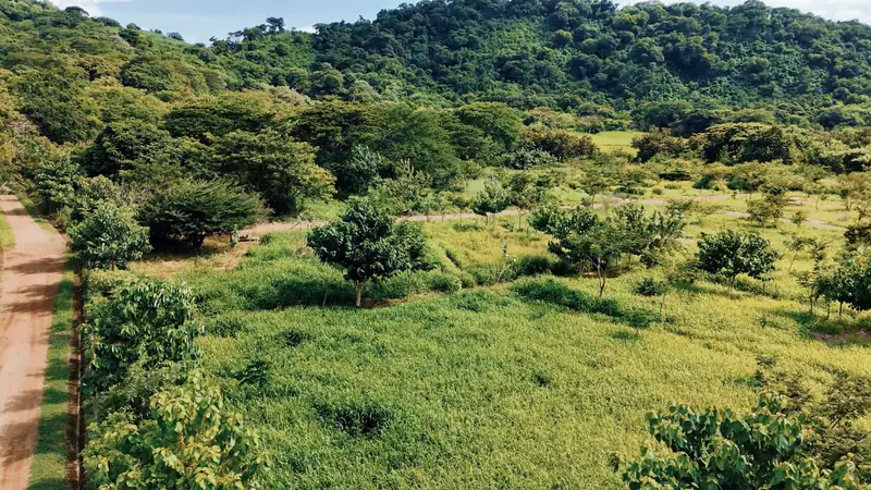 Lots and a road surrounded by greenery