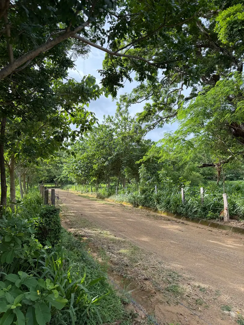 The access road under the trees